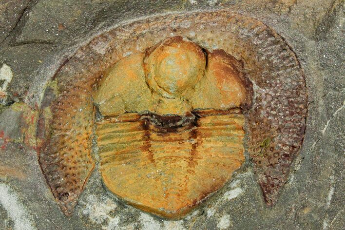 Trinucleid Trilobite (Declivolithus) - Mecissi, Morocco #353390